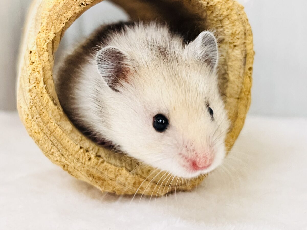 ゴールデンハムスター