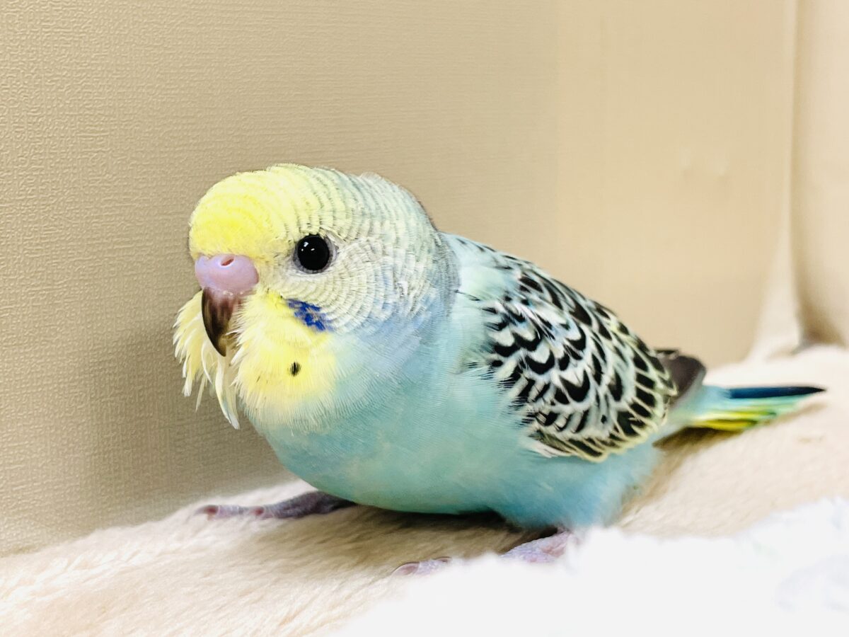 かっこいい系😎✨セキセイインコちゃん(パステルレインボー)ヒナ セキセイインコ