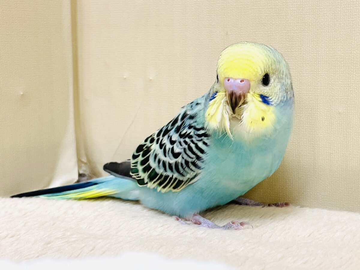 かっこいい系😎✨セキセイインコちゃん(パステルレインボー)ヒナ セキセイインコ