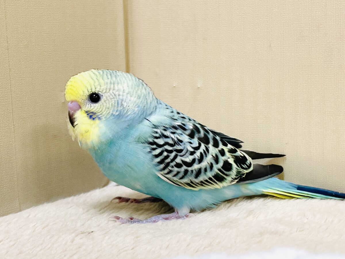 かっこいい系😎✨セキセイインコちゃん(パステルレインボー)ヒナ セキセイインコ