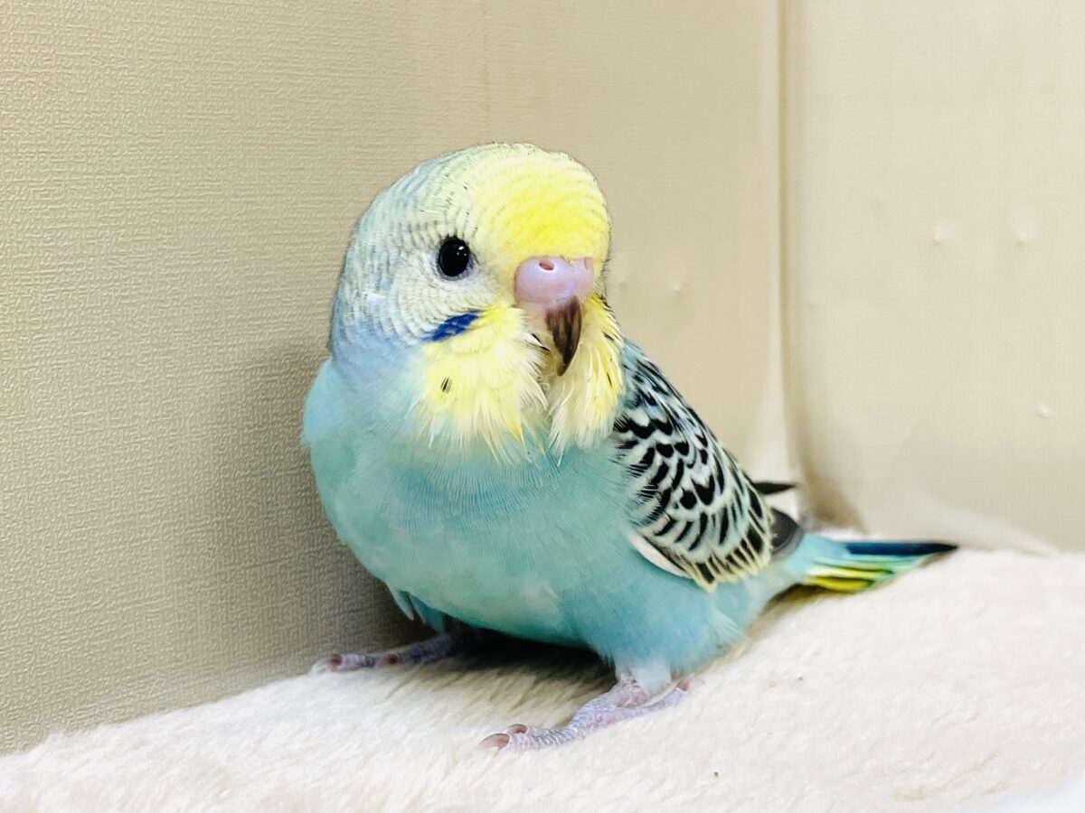 かっこいい系😎✨セキセイインコちゃん(パステルレインボー)ヒナ セキセイインコ