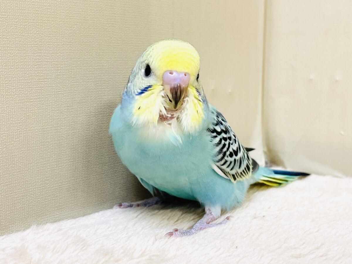 かっこいい系😎✨セキセイインコちゃん(パステルレインボー)ヒナ セキセイインコ