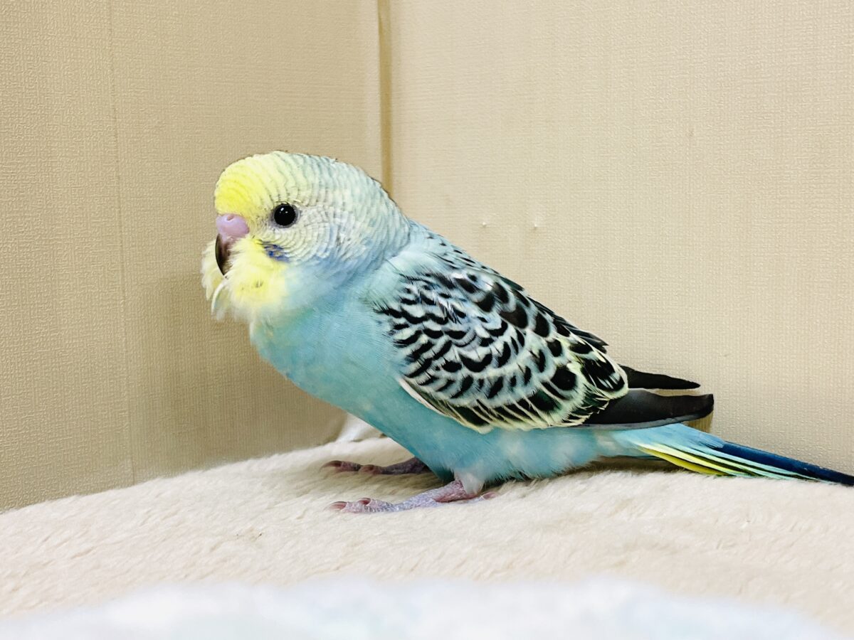 かっこいい系😎✨セキセイインコちゃん(パステルレインボー)ヒナ セキセイインコ