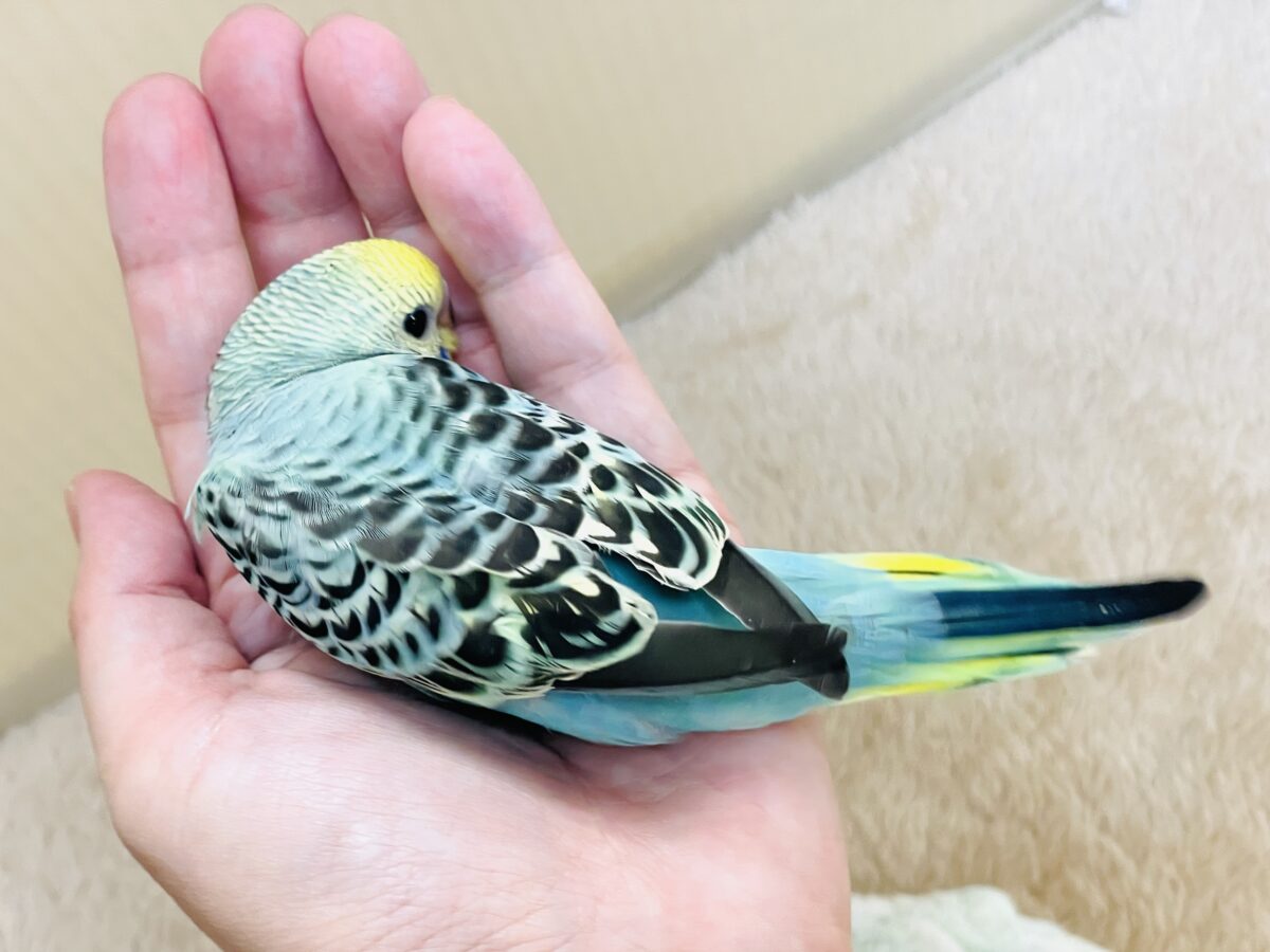かっこいい系😎✨セキセイインコちゃん(パステルレインボー)ヒナ セキセイインコ