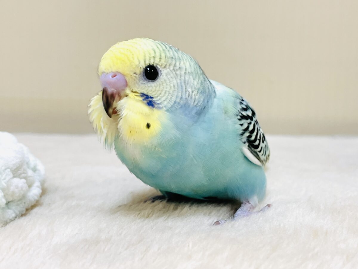 かっこいい系😎✨セキセイインコちゃん(パステルレインボー)ヒナ セキセイインコ