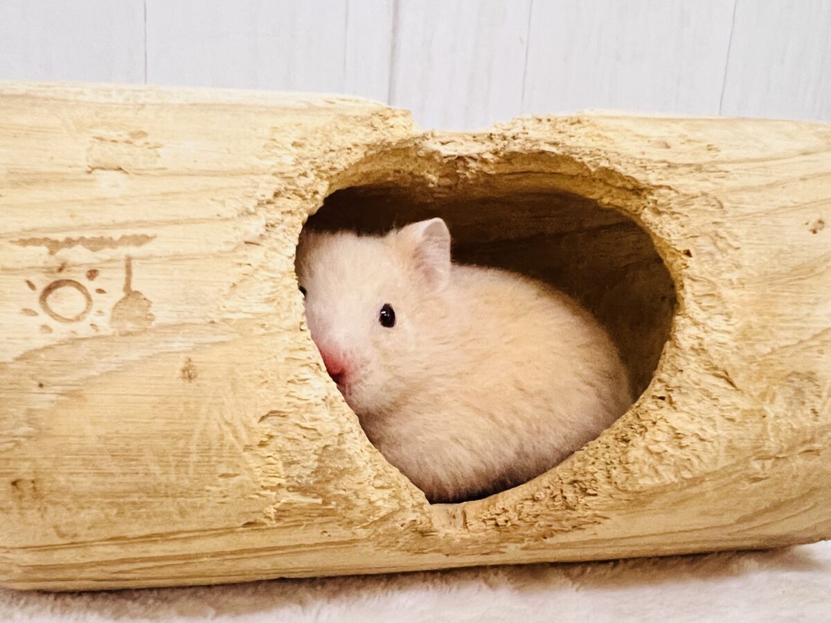 ゴールデンハムスター
