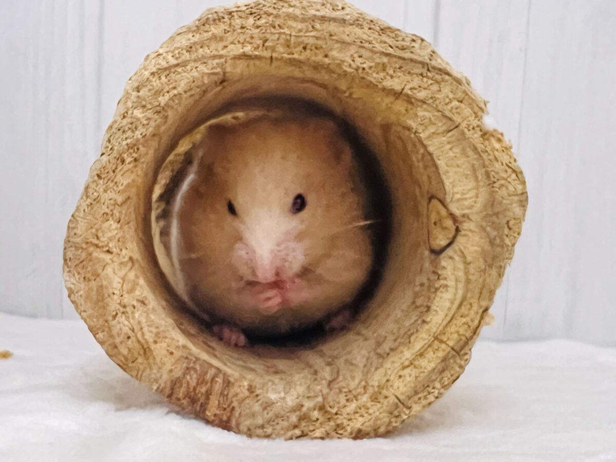 ゴールデンハムスター