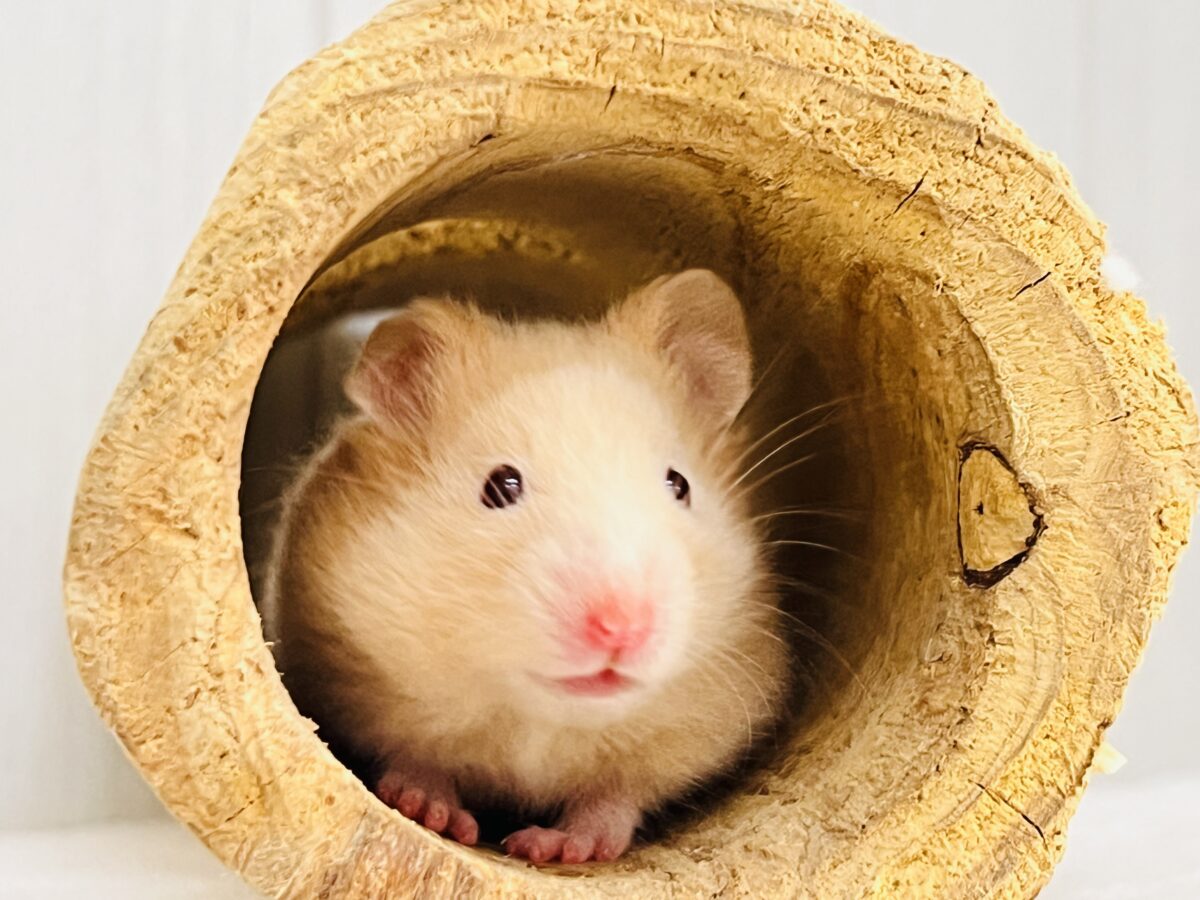 ゴールデンハムスター