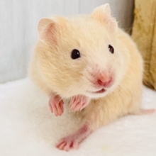 見つめられたらドキドキしちゃう💓ﾙﾋﾞｰｱｲの瞳がきゅん！キンクマはむちゃん🐹