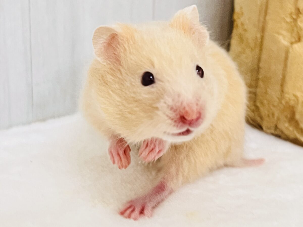 見つめられたらドキドキしちゃう💓ﾙﾋﾞｰｱｲの瞳がきゅん！キンクマはむちゃん🐹
