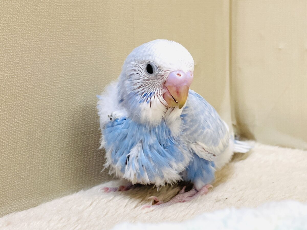青空ブルー🩵🤍セキセイインコ（スパングル）ヒナ