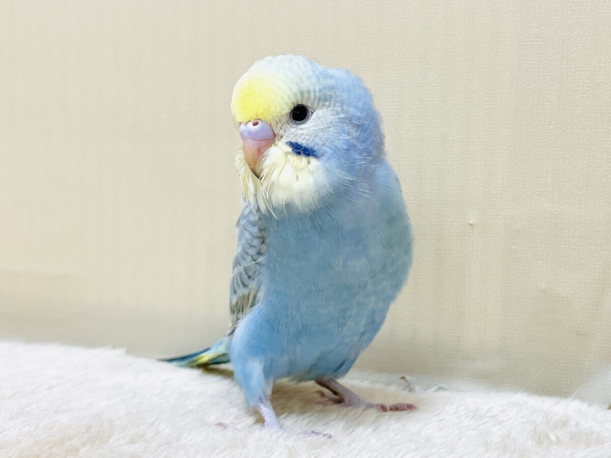 もふっと💙💛セキセイインコちゃん（パステルレインボー）ヒナ