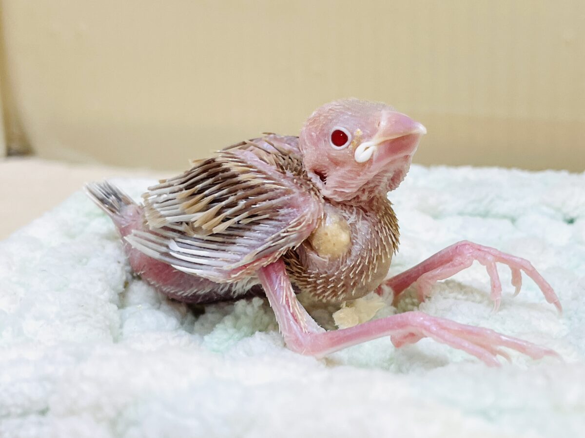 シナモン文鳥
