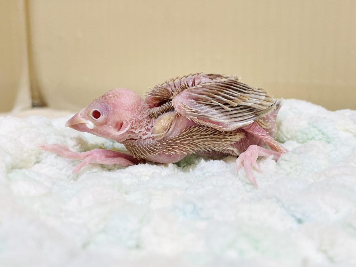 シナモン文鳥