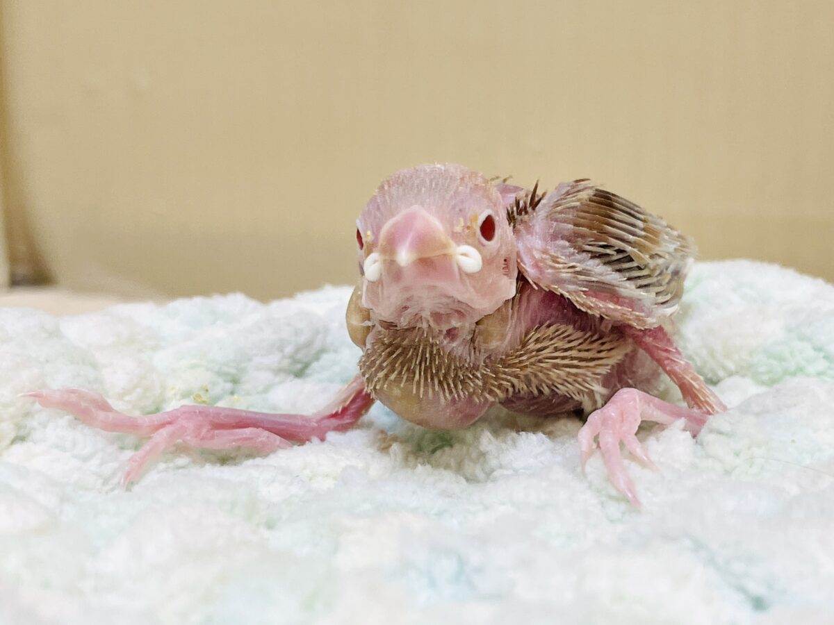 シナモン文鳥