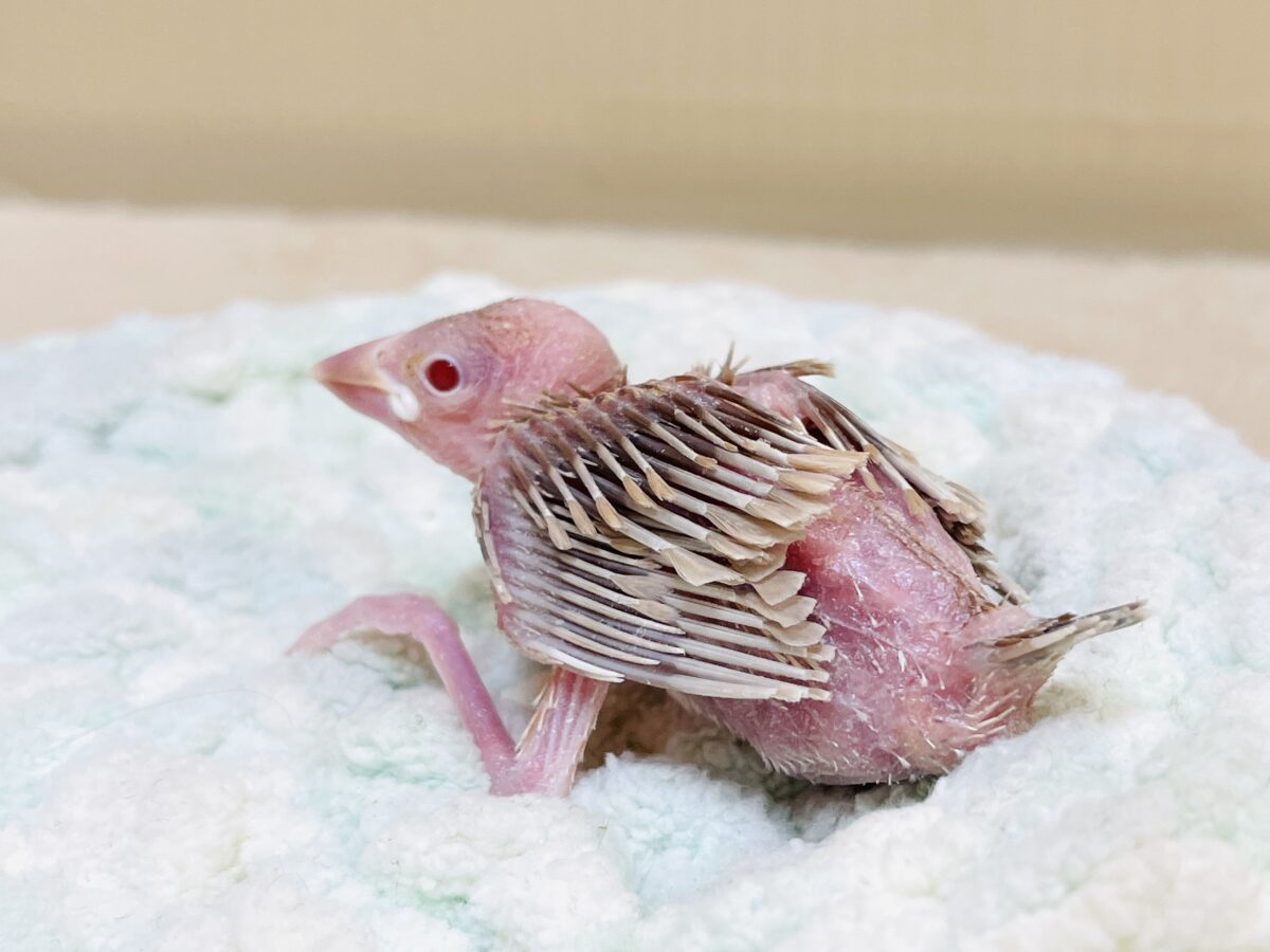 シナモン文鳥