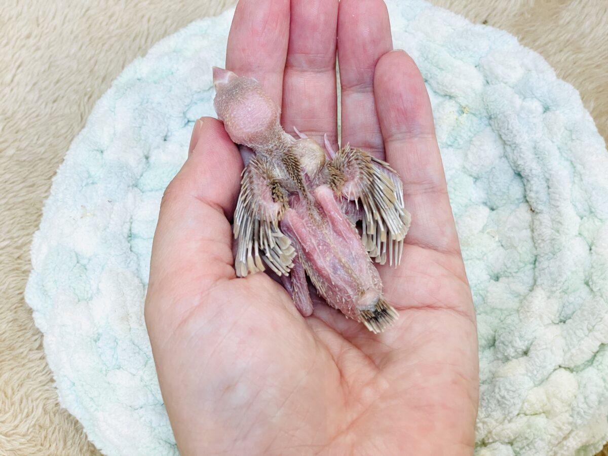 シナモン文鳥