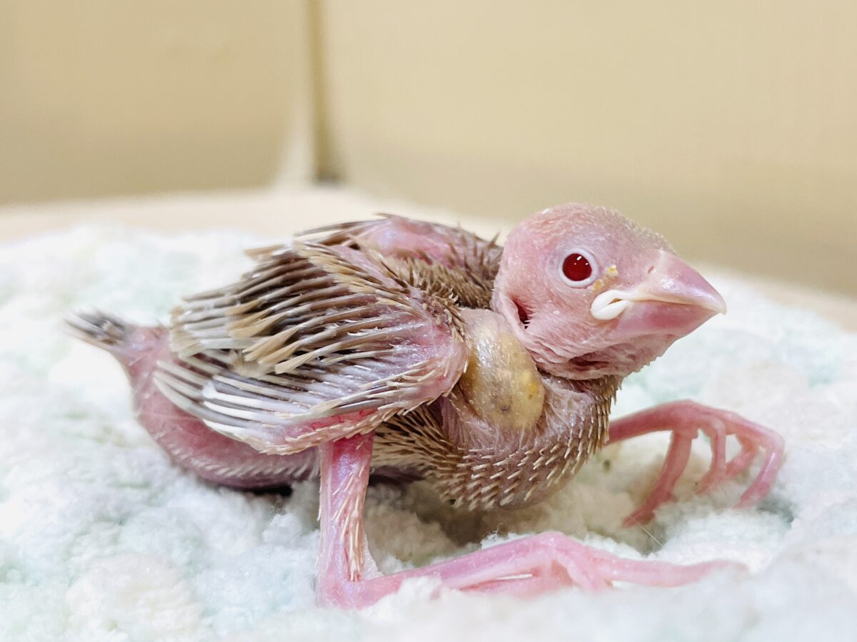 シナモン文鳥