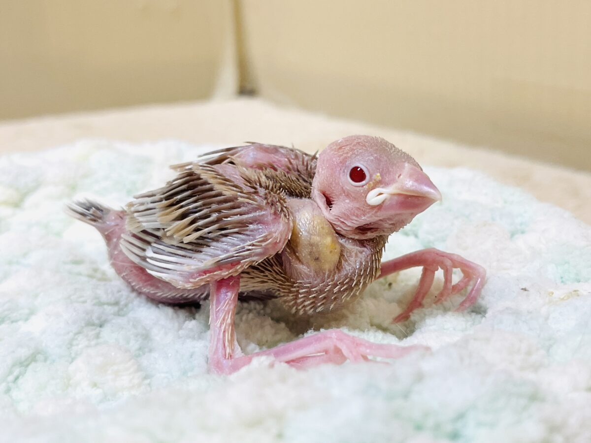パワフル！げんきっ！シナモン文鳥（ヒナ）