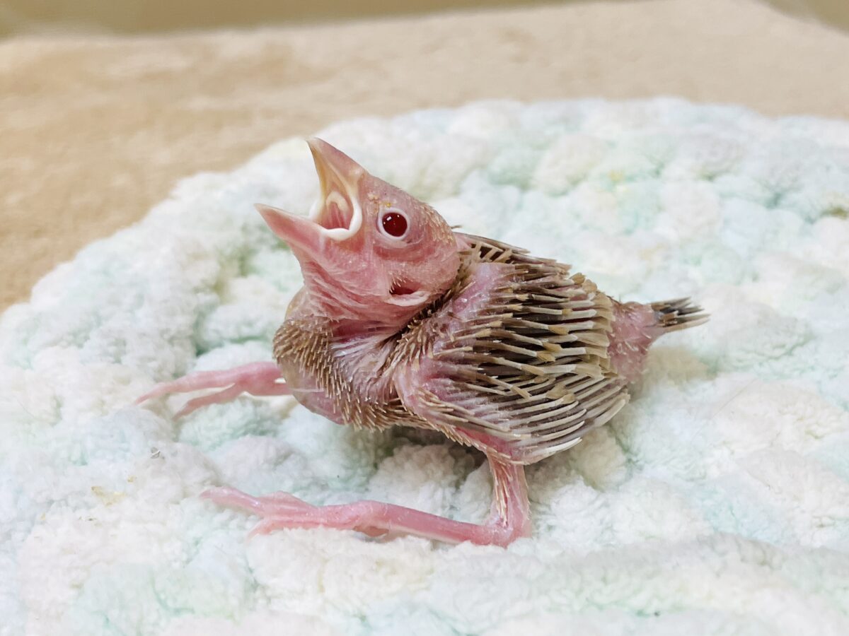 シナモン文鳥