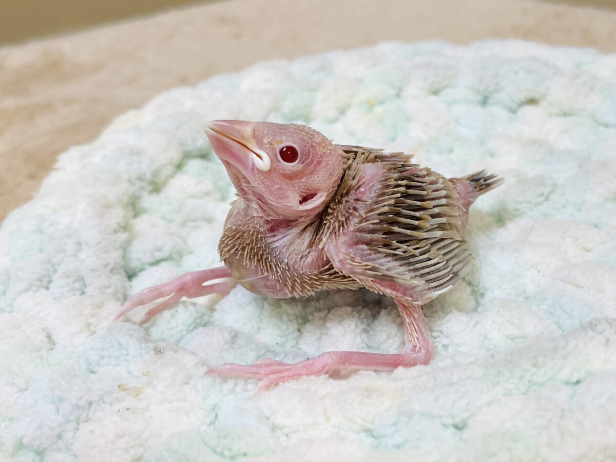 シナモン文鳥