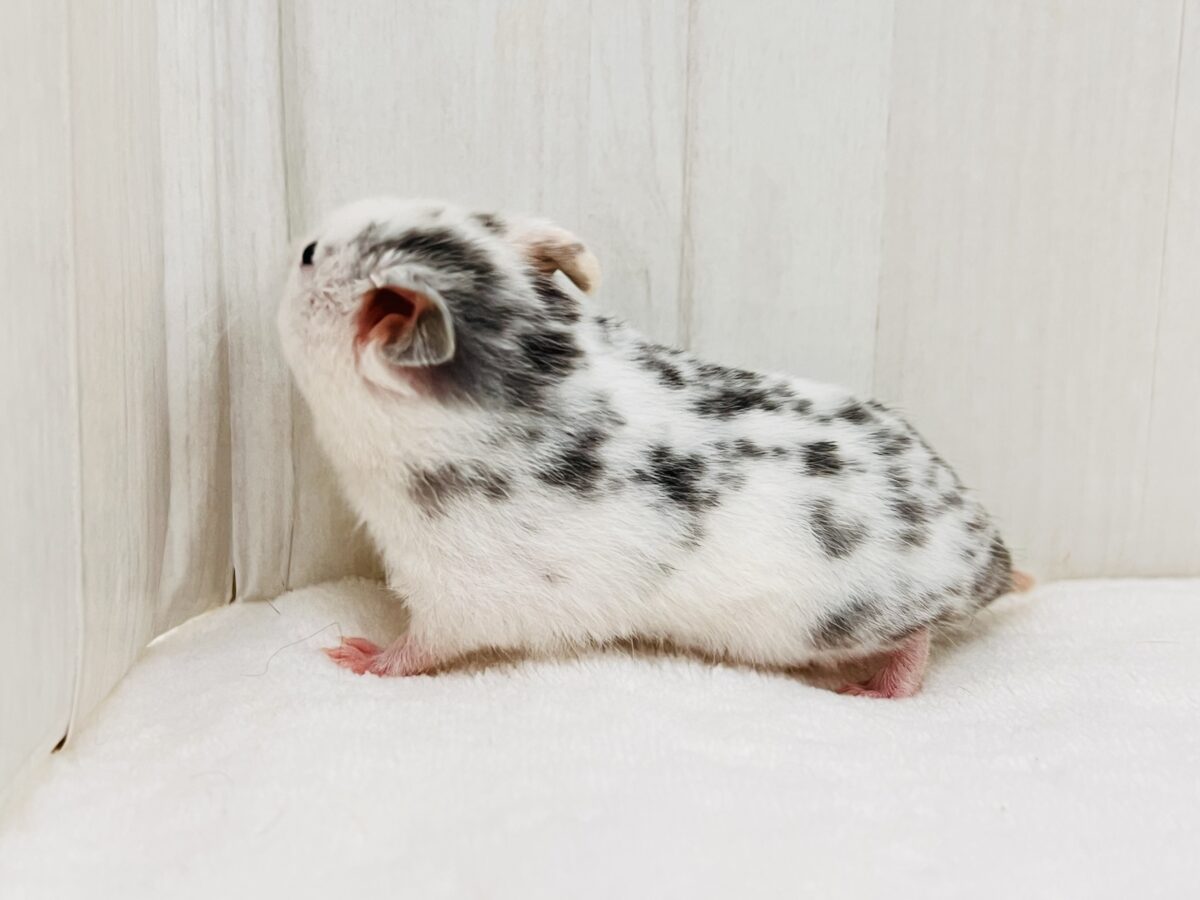 ゴールデンハムスター