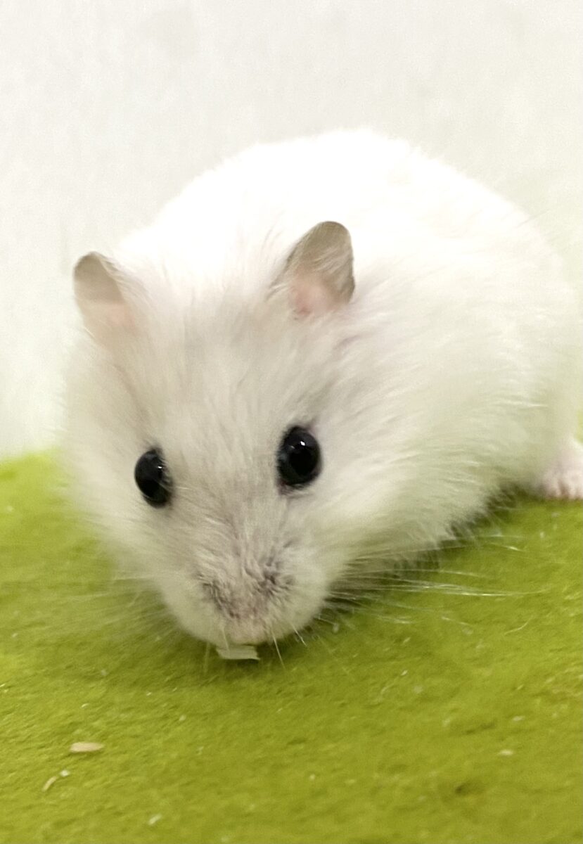 おっとり🐹パールホワイトちゃん🤍✨2026/10/22撮影 ジャンガリアン