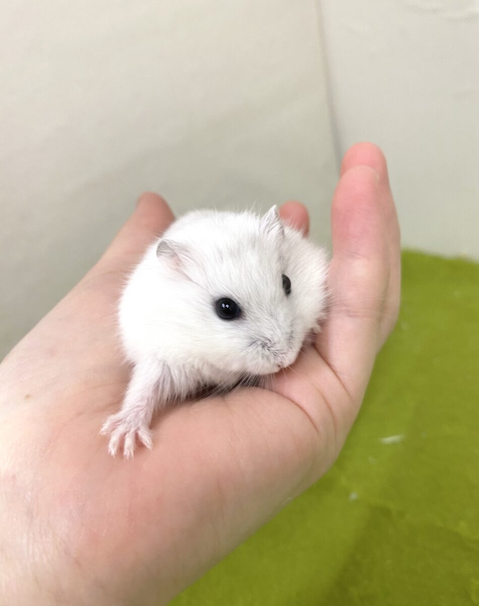 おっとり🐹パールホワイトちゃん🤍✨2026/10/22撮影 ジャンガリアン