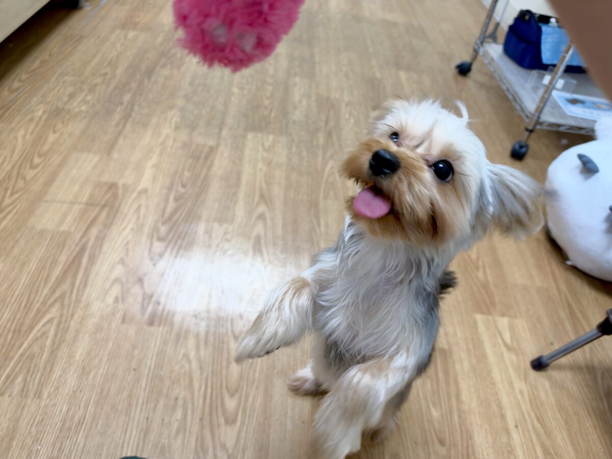 キラキラおめめ‧✧̣̥̇‧ときめきヨーキーちゃん ヨークシャテリア