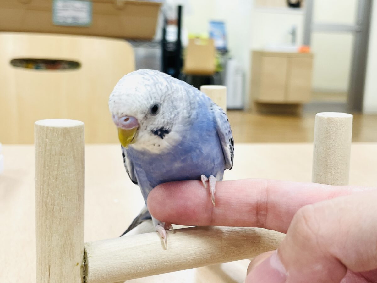 【最新画像】元気に鳴いて可愛くアピール💕セキセイインコ(オパーリン) セキセイインコ