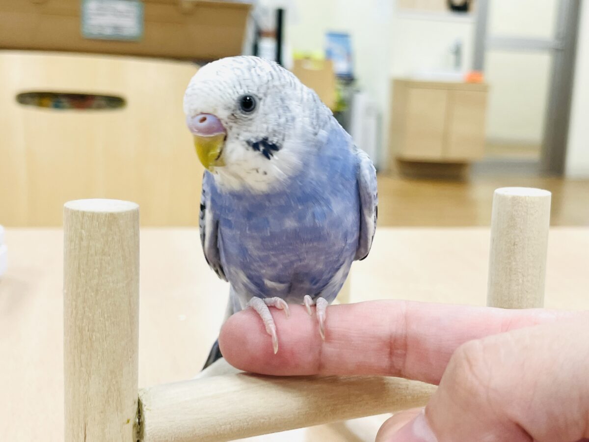 【最新画像】元気に鳴いて可愛くアピール💕セキセイインコ(オパーリン) セキセイインコ