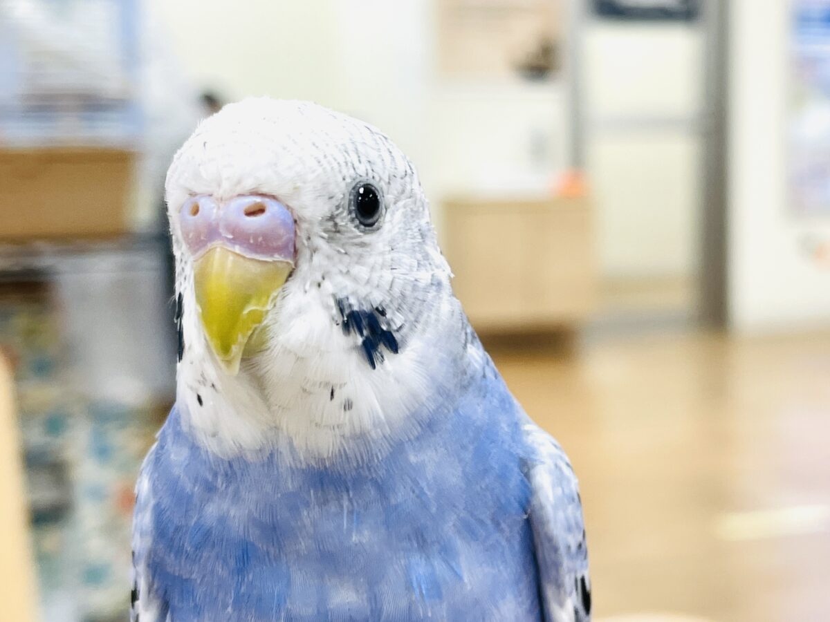 【最新画像】元気に鳴いて可愛くアピール💕セキセイインコ(オパーリン) 【最新画像】元気に鳴いて可愛くアピール💕セキセイインコ(オパーリン)