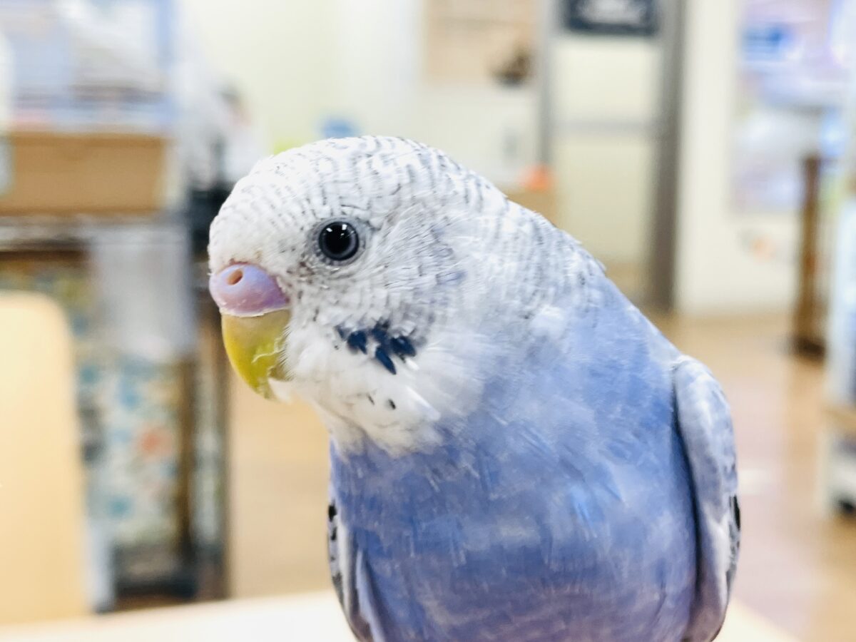 【最新画像】元気に鳴いて可愛くアピール💕セキセイインコ(オパーリン) セキセイインコ