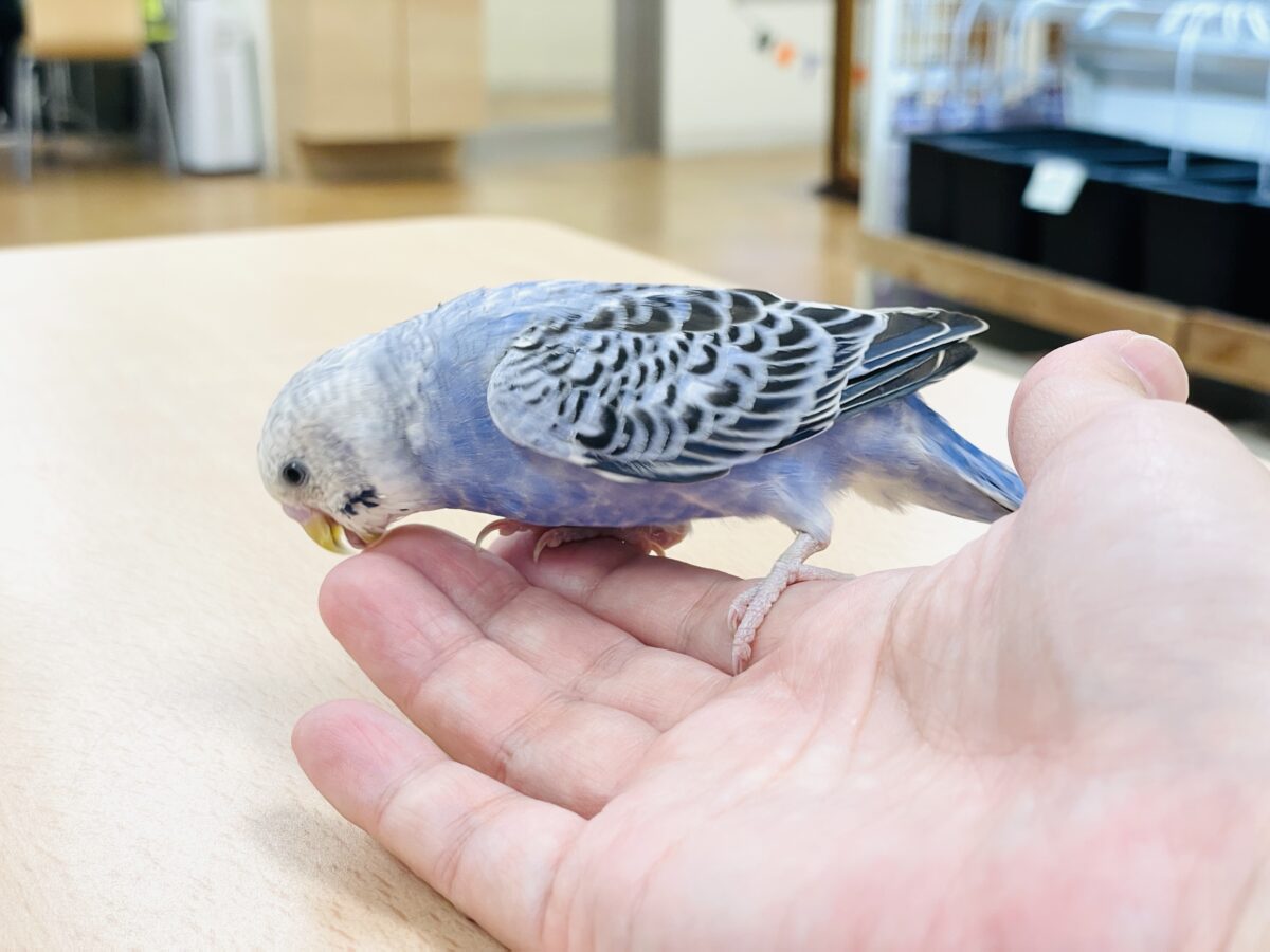 【最新画像】元気に鳴いて可愛くアピール💕セキセイインコ(オパーリン) セキセイインコ