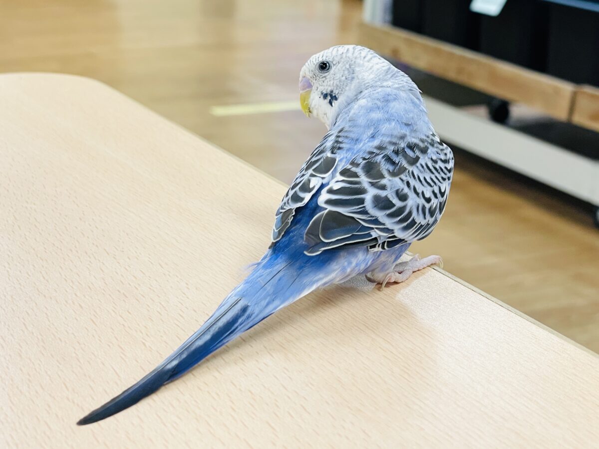 【最新画像】元気に鳴いて可愛くアピール💕セキセイインコ(オパーリン) セキセイインコ