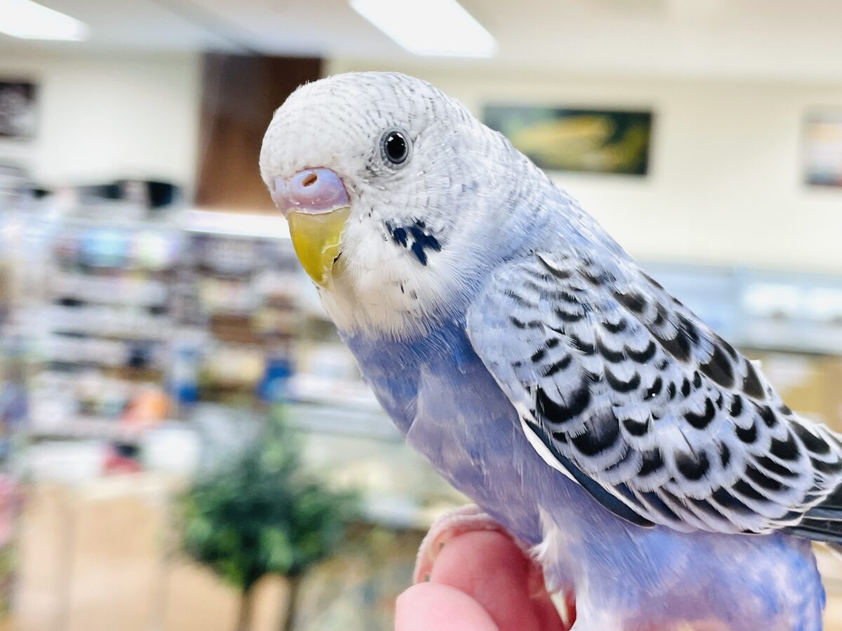 【最新画像】元気に鳴いて可愛くアピール💕セキセイインコ(オパーリン) セキセイインコ