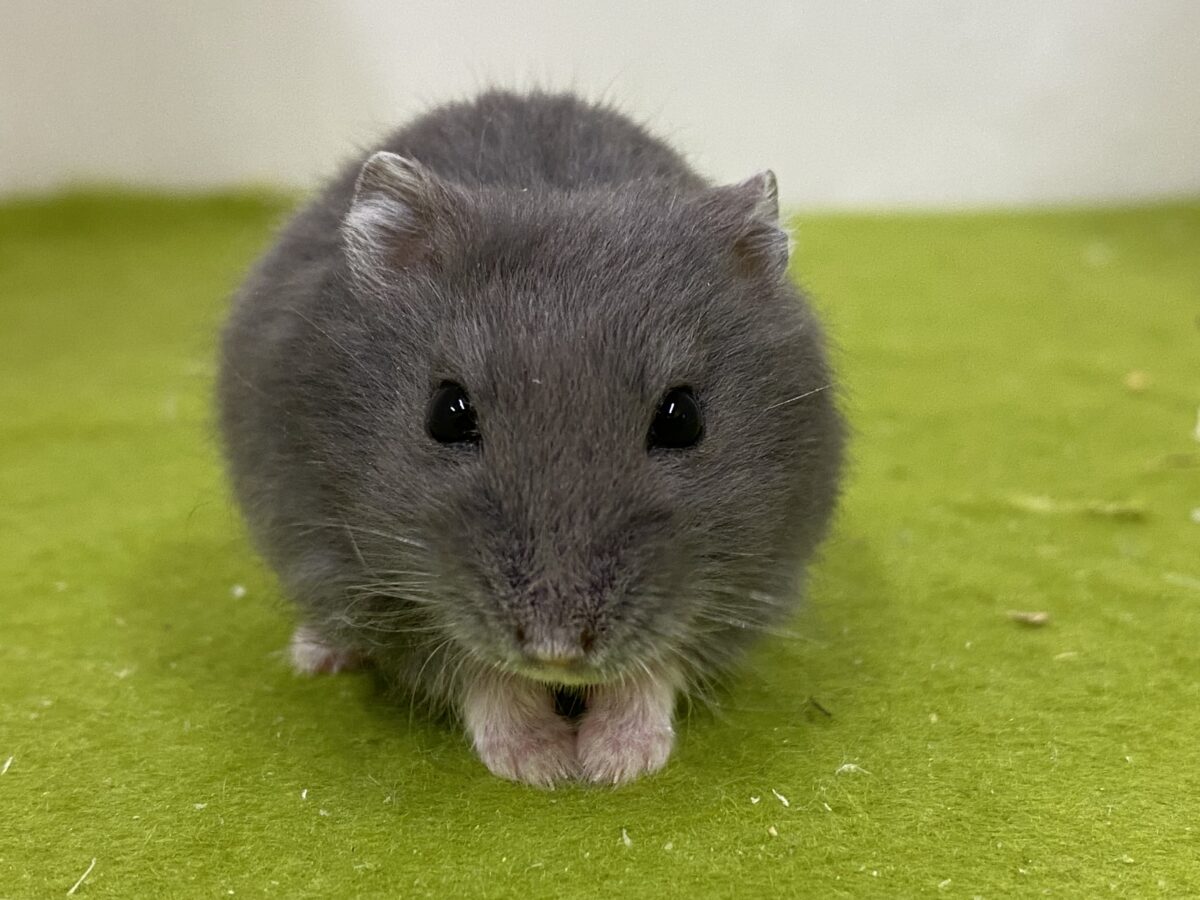 キリっとしたお顔がかわいい✨ロシアンブルーハムスター🐹💙2026/10/23 ロシアンブルーハムスター