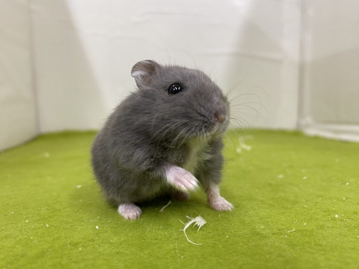 キリっとしたお顔がかわいい✨ロシアンブルーハムスター🐹💙2026/10/23 ロシアンブルーハムスター