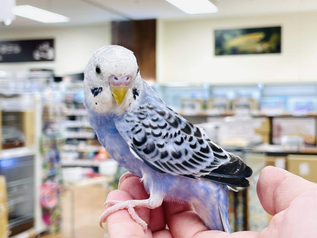 【最新画像】元気に鳴いて可愛くアピール💕セキセイインコ(オパーリン) セキセイインコ