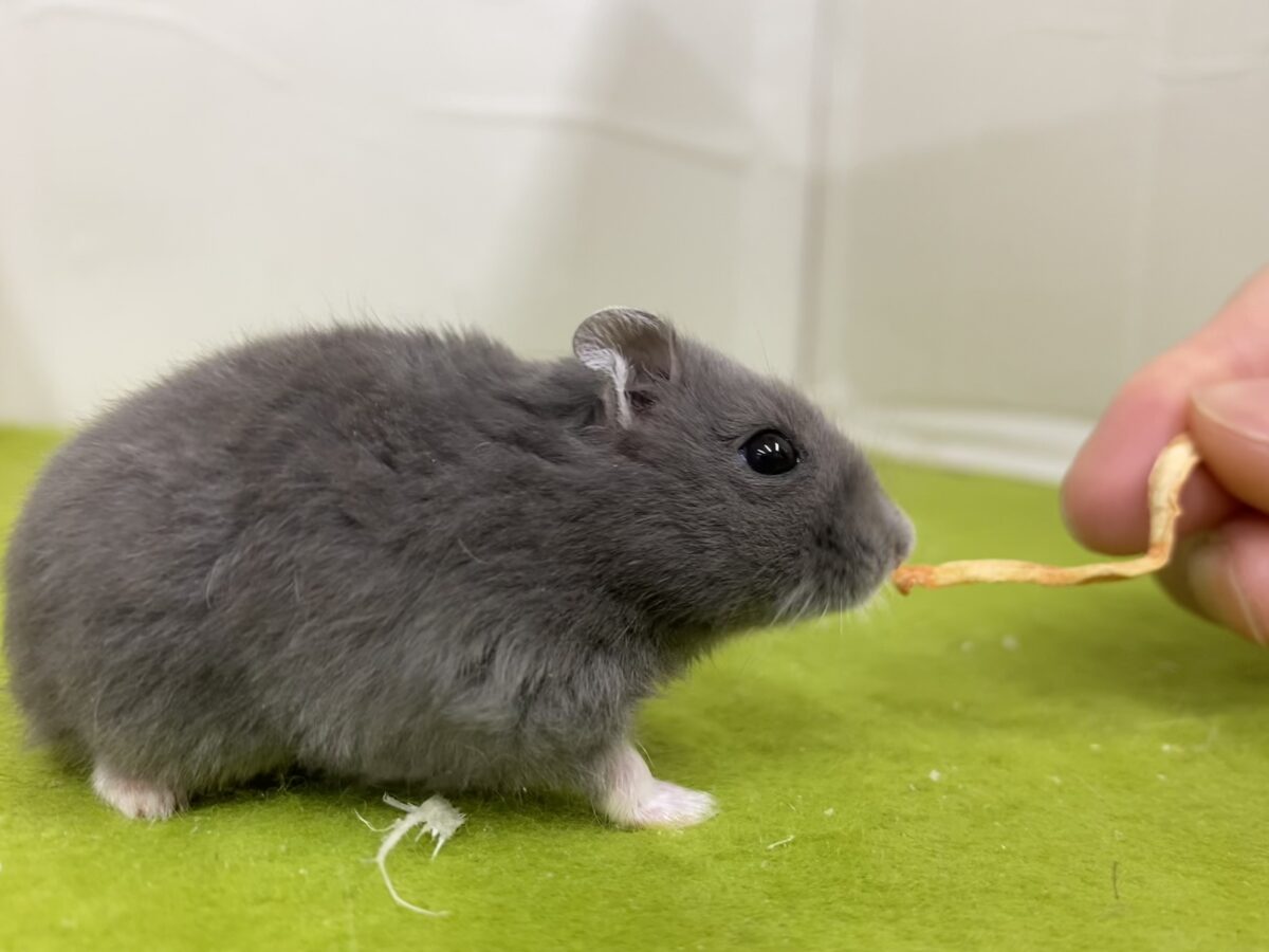 キリっとしたお顔がかわいい✨ロシアンブルーハムスター🐹💙2026/10/23 ロシアンブルーハムスター