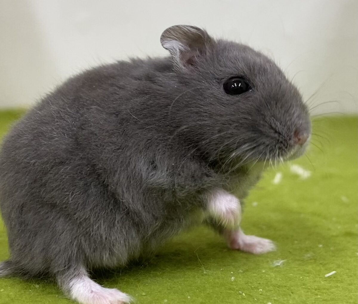 キリっとしたお顔がかわいい✨ロシアンブルーハムスター🐹💙2026/10/23 ロシアンブルーハムスター