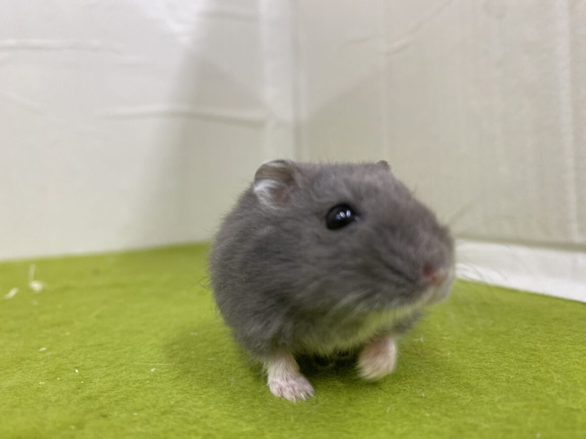 キリっとしたお顔がかわいい✨ロシアンブルーハムスター🐹💙2026/10/23 ロシアンブルーハムスター