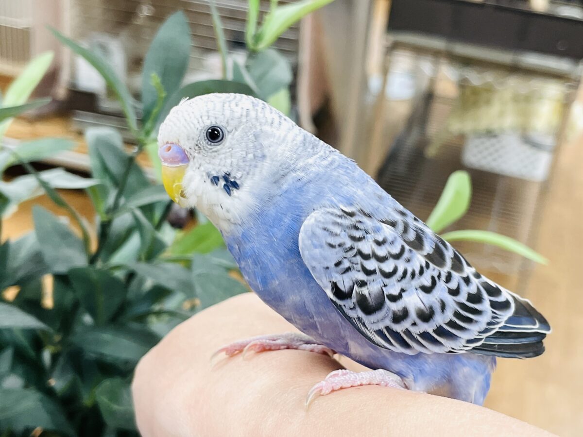 【最新画像】元気に鳴いて可愛くアピール💕セキセイインコ(オパーリン) セキセイインコ