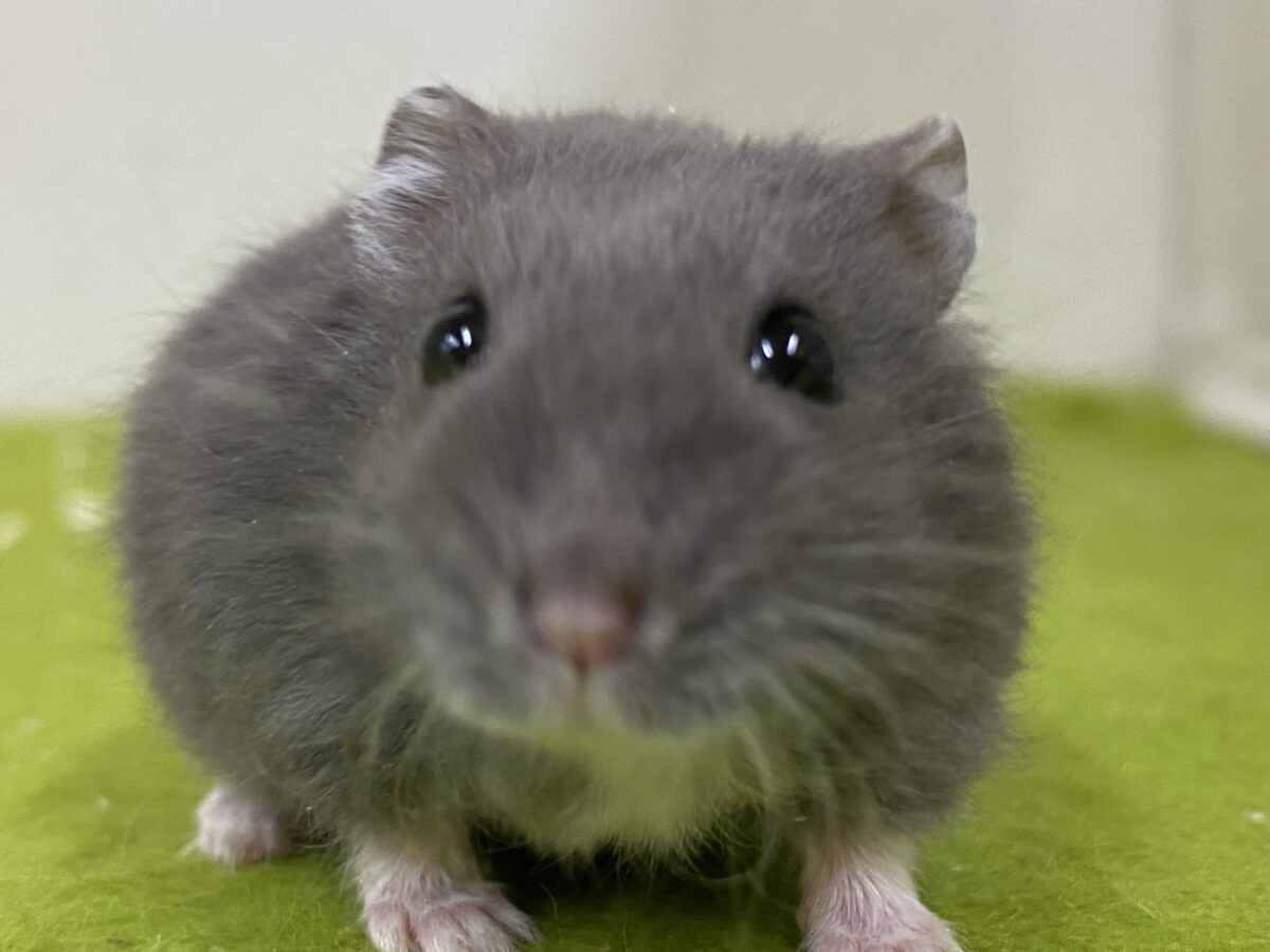 キリっとしたお顔がかわいい✨ロシアンブルーハムスター🐹💙2026/10/23