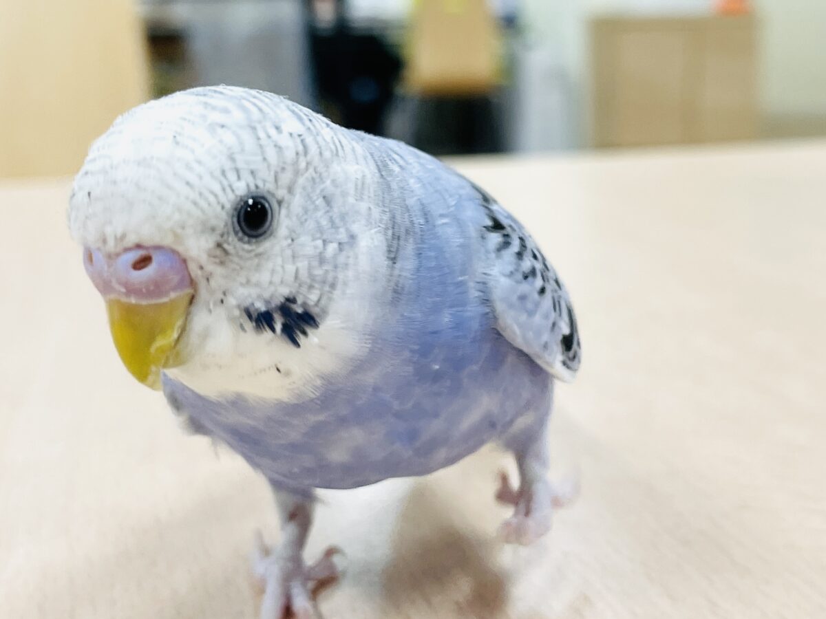 【最新画像】元気に鳴いて可愛くアピール💕セキセイインコ(オパーリン) セキセイインコ