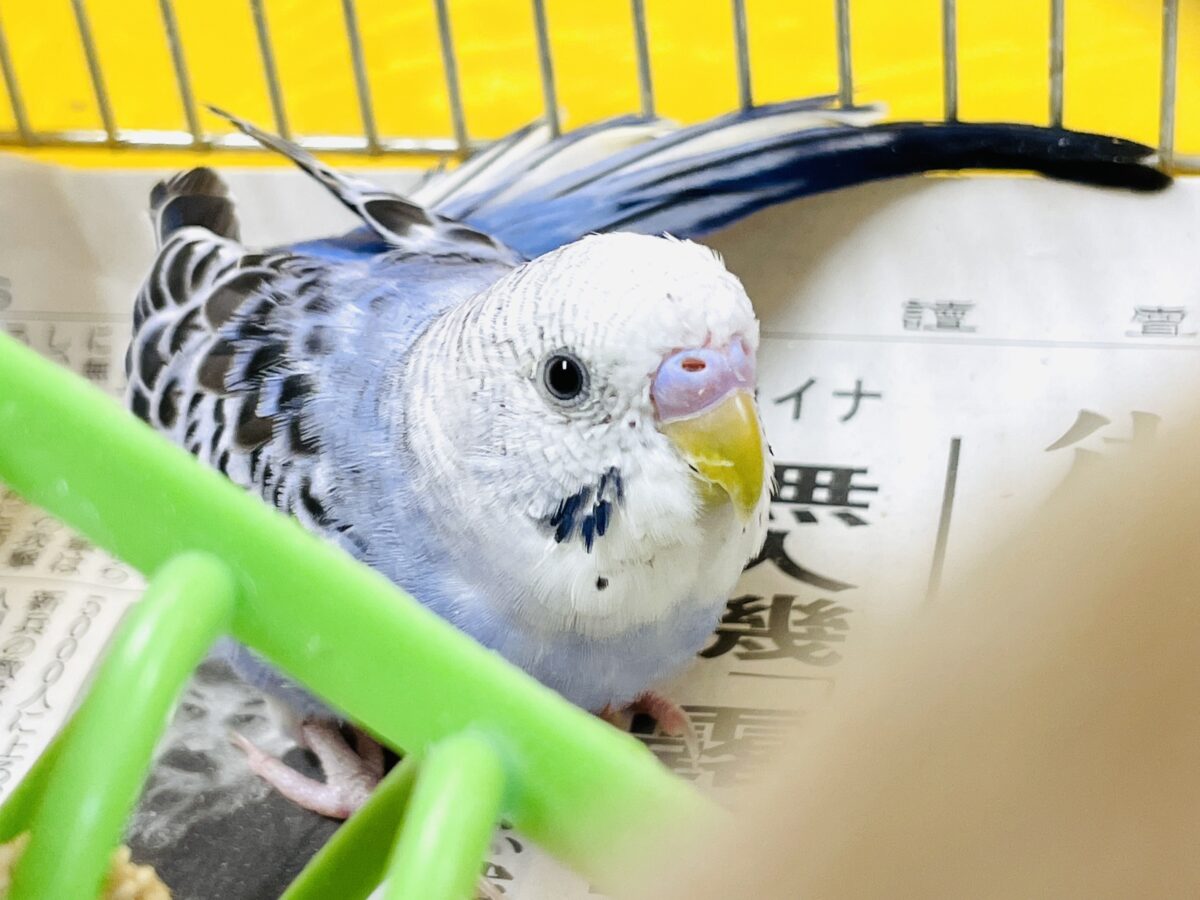 【最新画像】元気に鳴いて可愛くアピール💕セキセイインコ(オパーリン) セキセイインコ