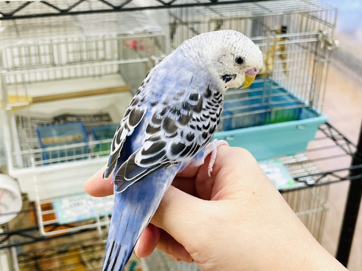 【最新画像】元気に鳴いて可愛くアピール💕セキセイインコ(オパーリン) セキセイインコ