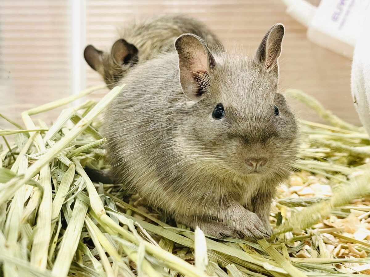 デグー