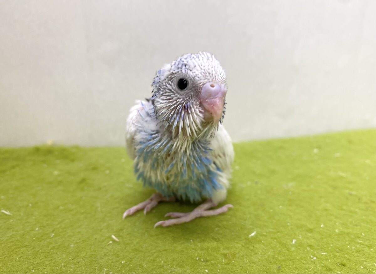 🩵🤍セキセイインコ(パイド)2026/10/27撮影✨✨ セキセイインコ