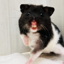 憎めない出っ歯デヒル❤️🦷カラーハムスターのブラックバンデッド🎶